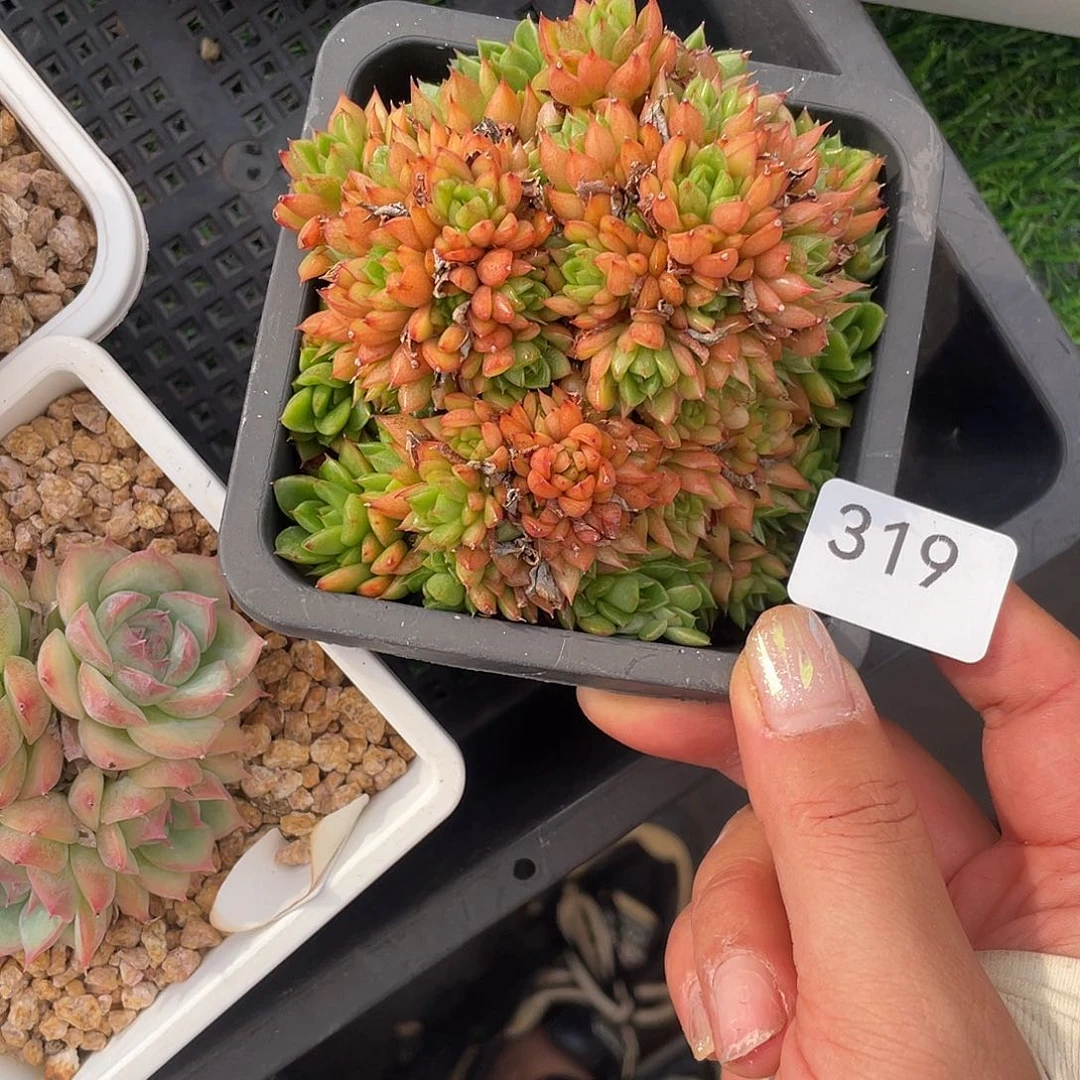 319。  红酒桃。