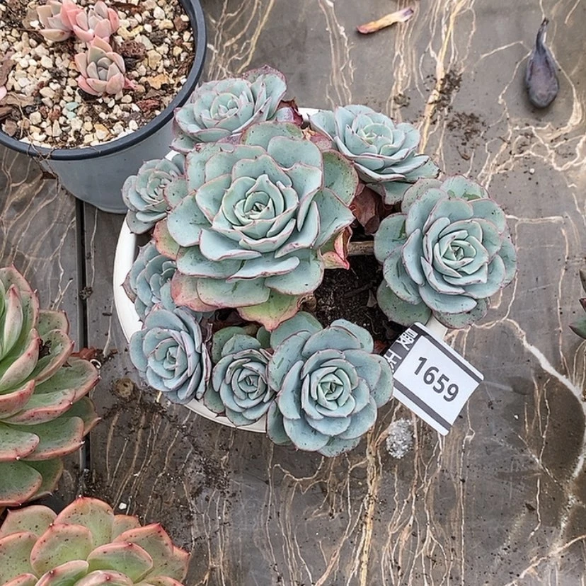 【闪购商品】陶*?奶油黄桃1659