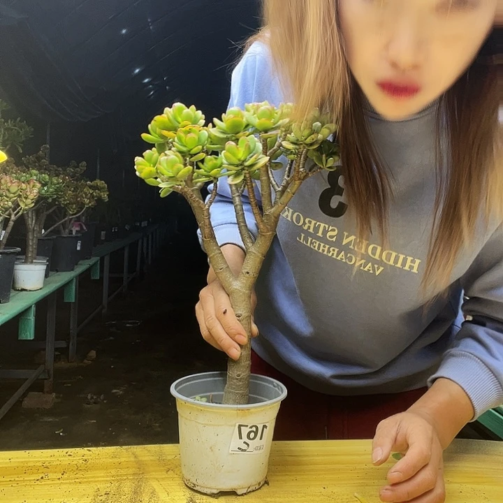 C167摇钱树开播福利y w y p