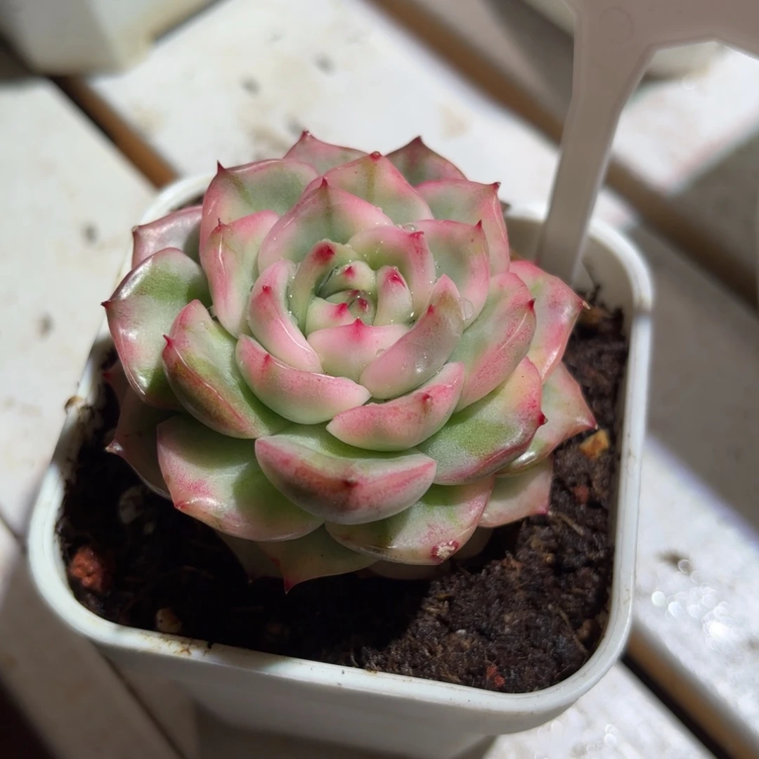 佛洛瑞安娜锦多肉植物