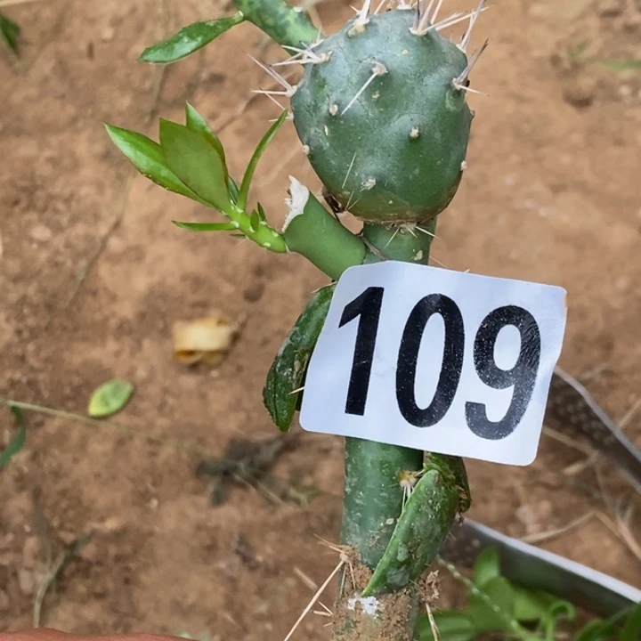 灰***灰大青叶嫁接109一颗