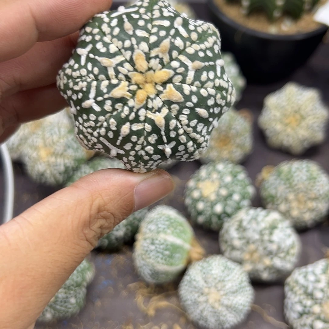 小*鱼063号兜仙人球多肉植物