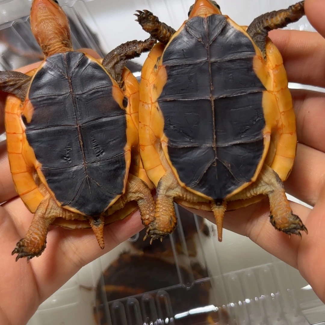 宠物龟不分公母黄缘龟苗黄缘