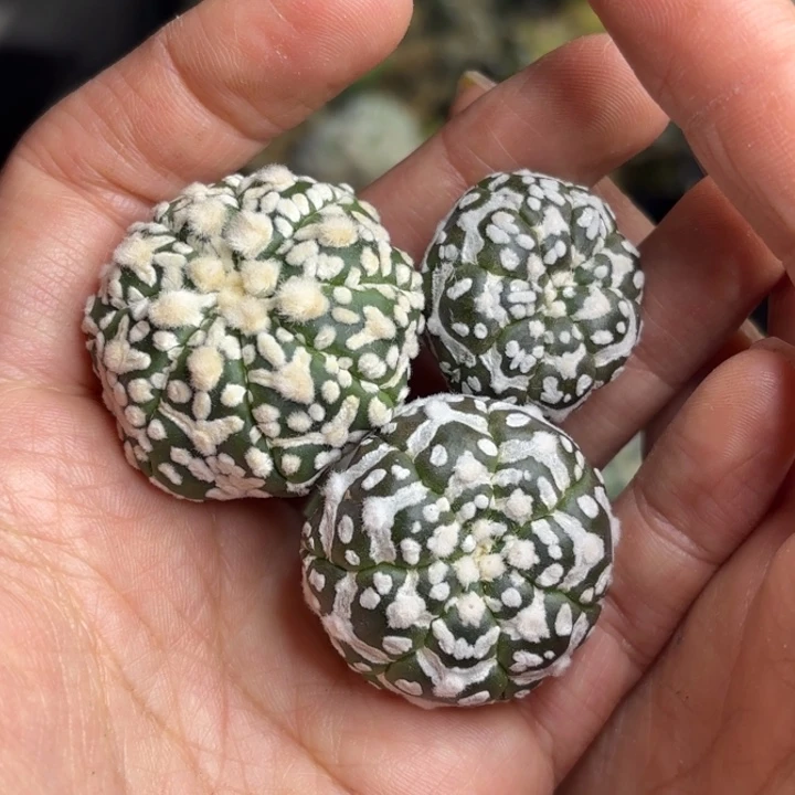 215 无根 五月中旬上盆