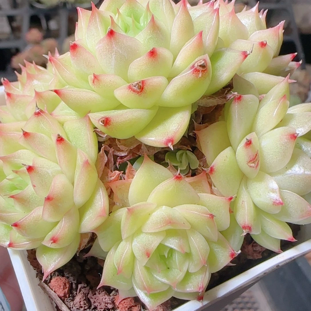 花语逸镜1031-395散