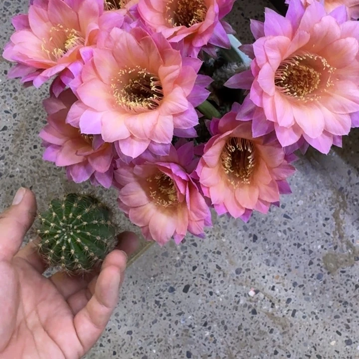 346彩草樱花歪无根侧牙4公分左右斑，20包邮