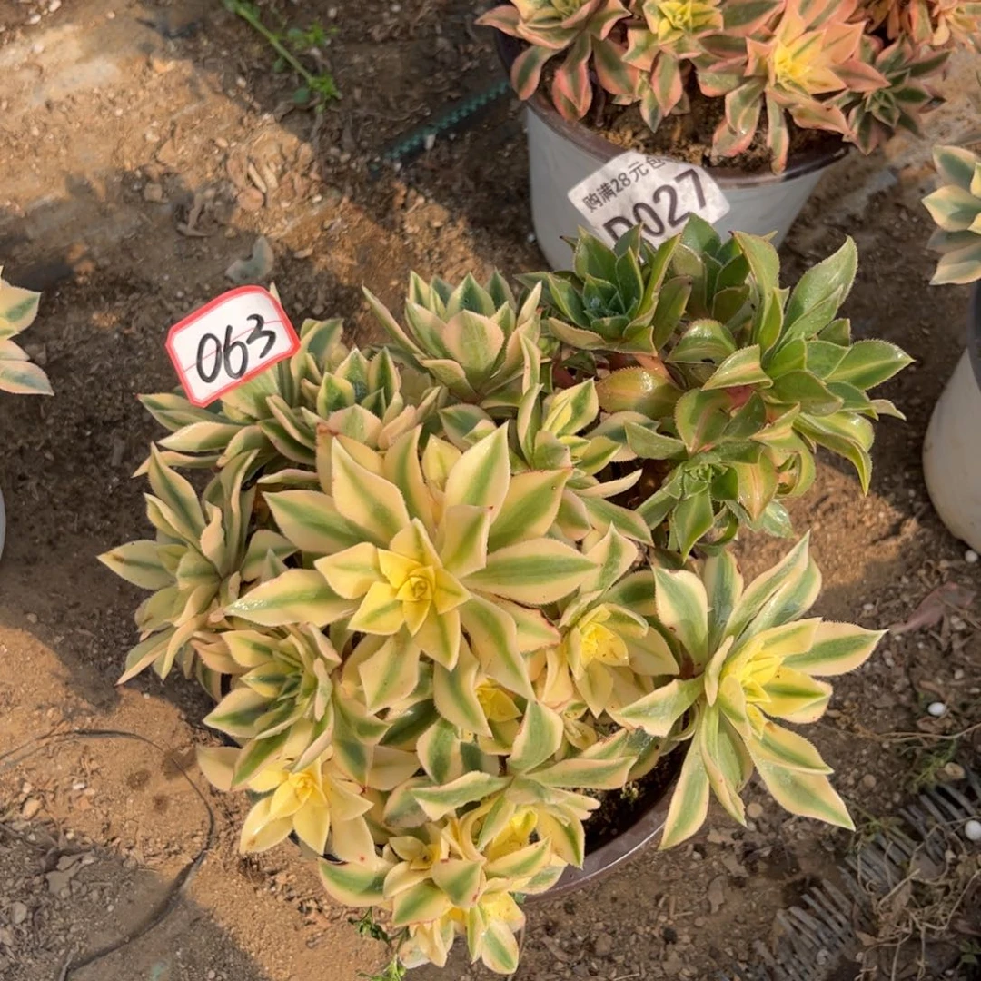 063多肉植物枫叶锦带中班