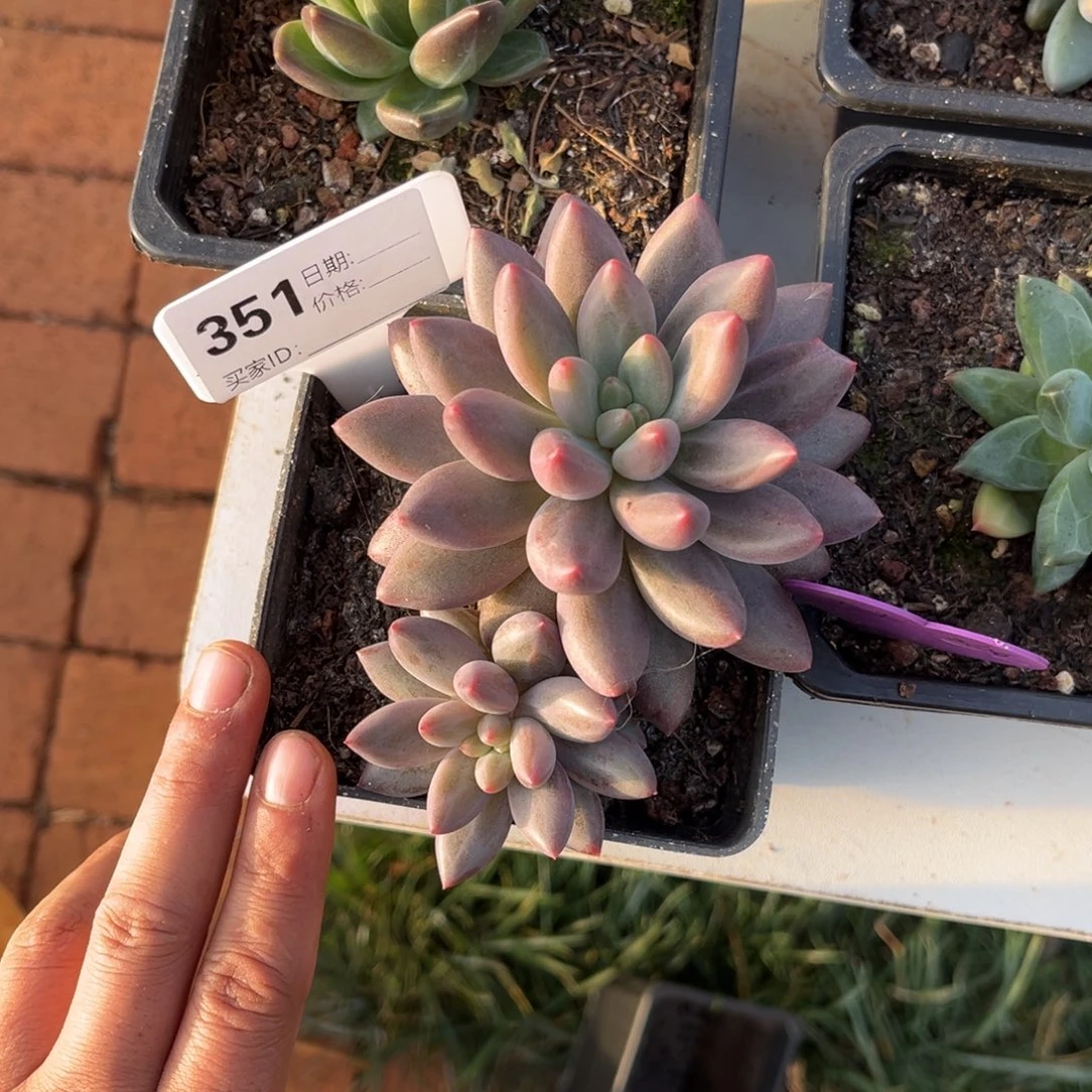 水晶球个体多肉植物351