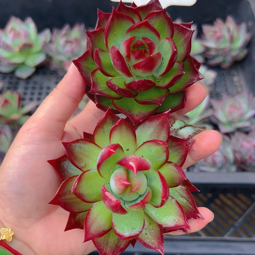 暖***阳小惊鸿仙子两颗101号