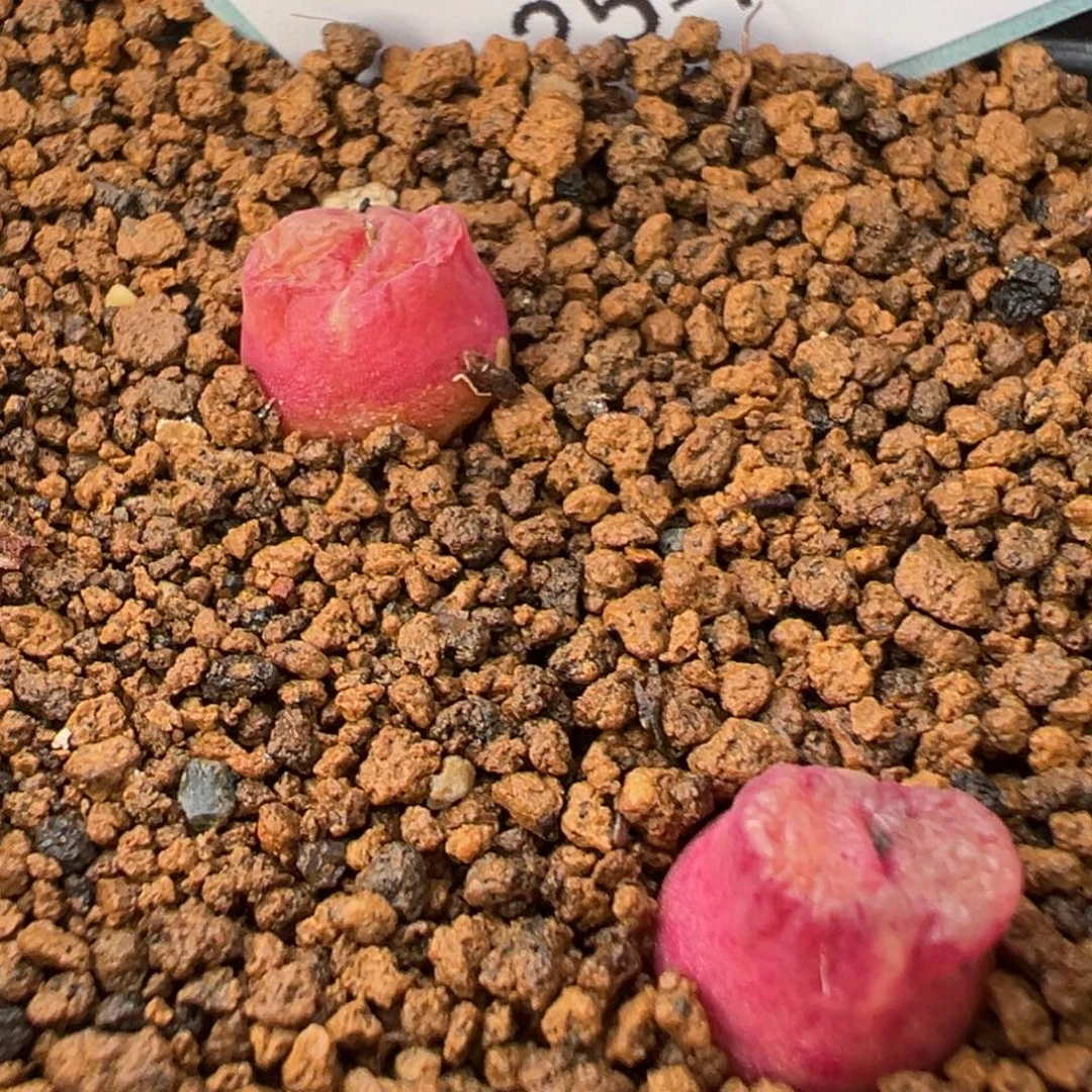 15-09雪茄多肉植物，