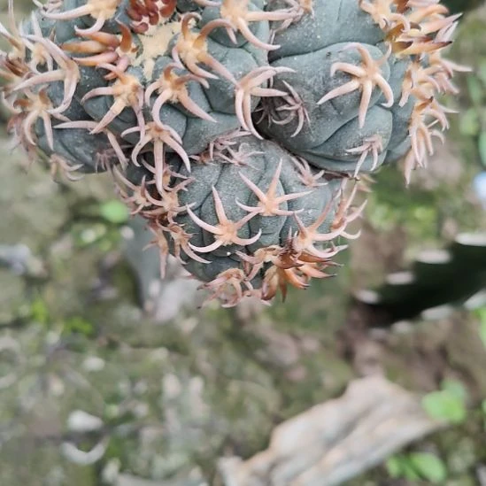 永***心仙人球猫爪双侧芽