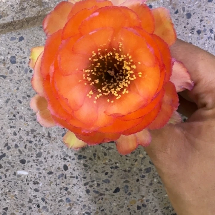 209丽花金牡丹歪3公分左右无根侧牙，20包邮