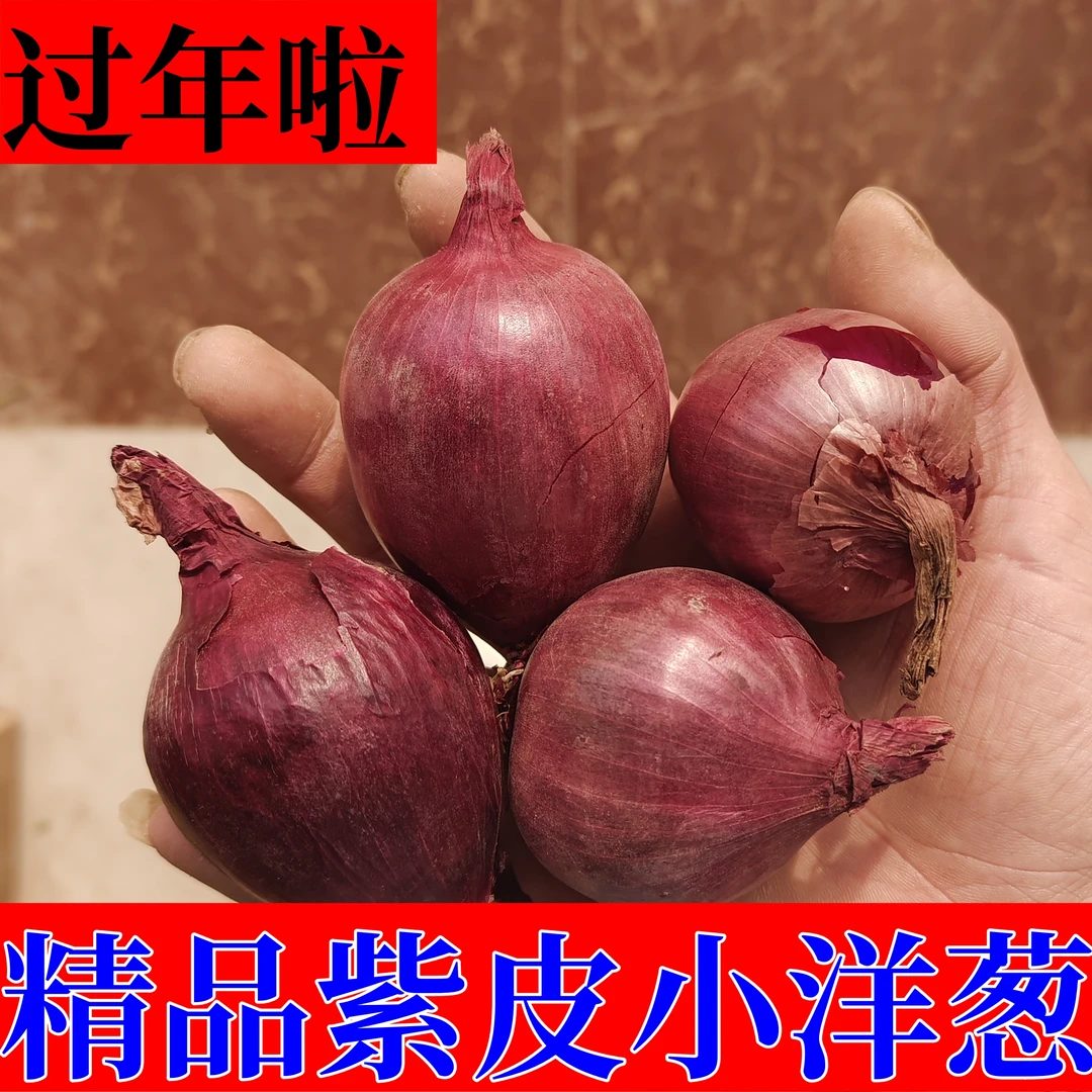 2024年新鲜紫皮洋葱头出口级紫红皮圆葱现挖有机洋葱微辣可生吃