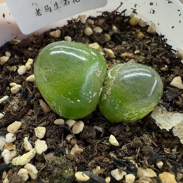 老马生石花双头灯泡741