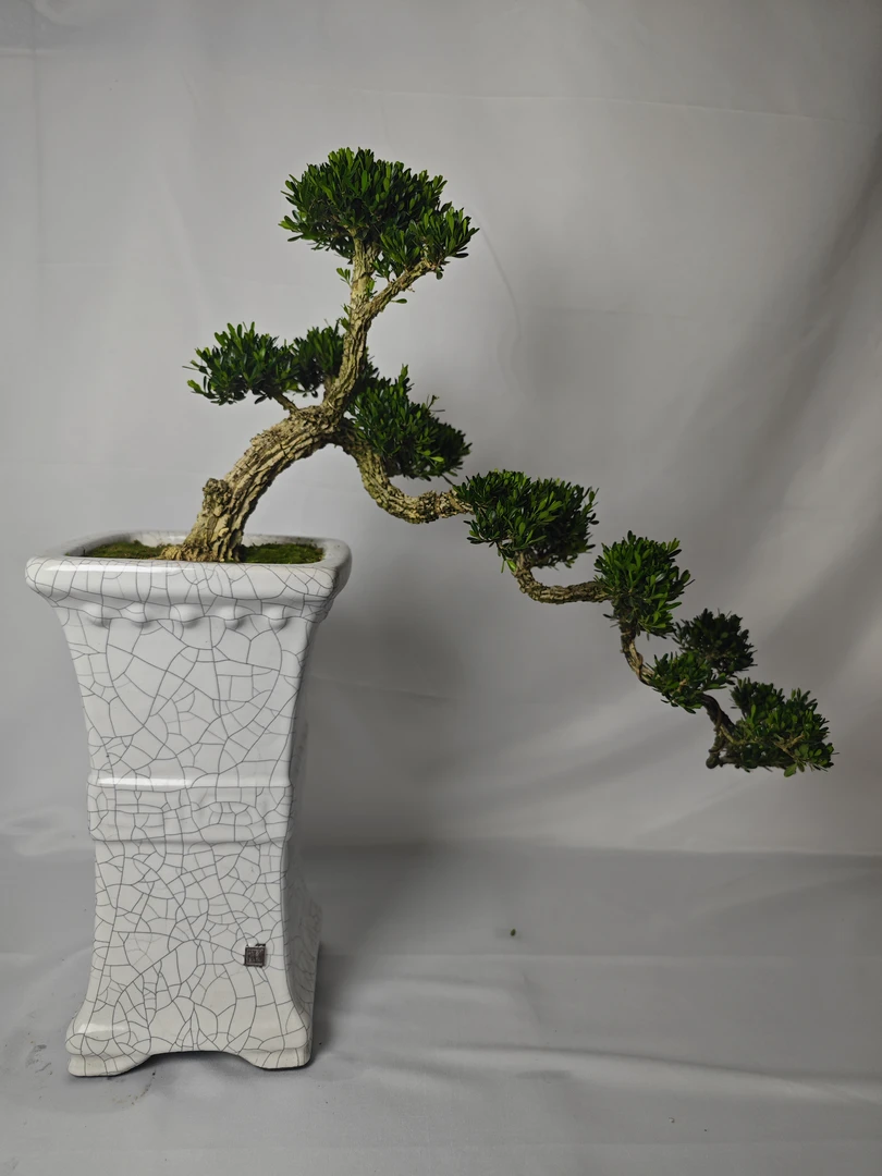 广东皱皮雀舌黄杨造型盆景榆树一物一拍六月雪都美竹黄杨盆景室内