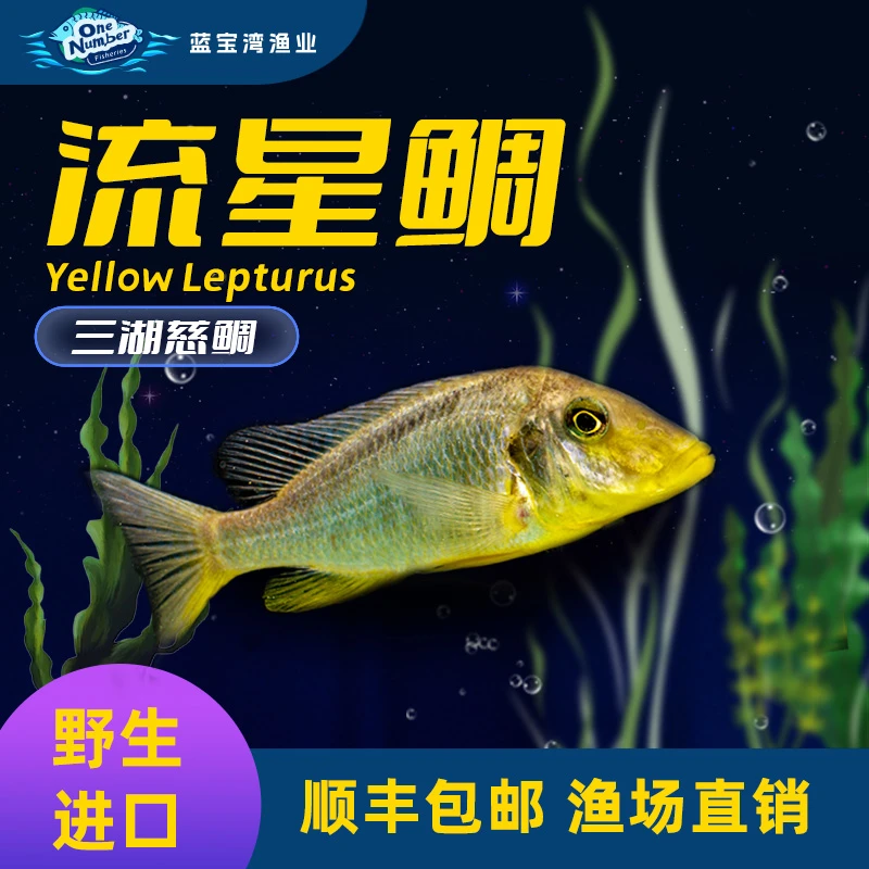 观赏鱼非洲三湖慈鲷【流星鲷】坦鲷马鲷吉罗鱼维鲷
