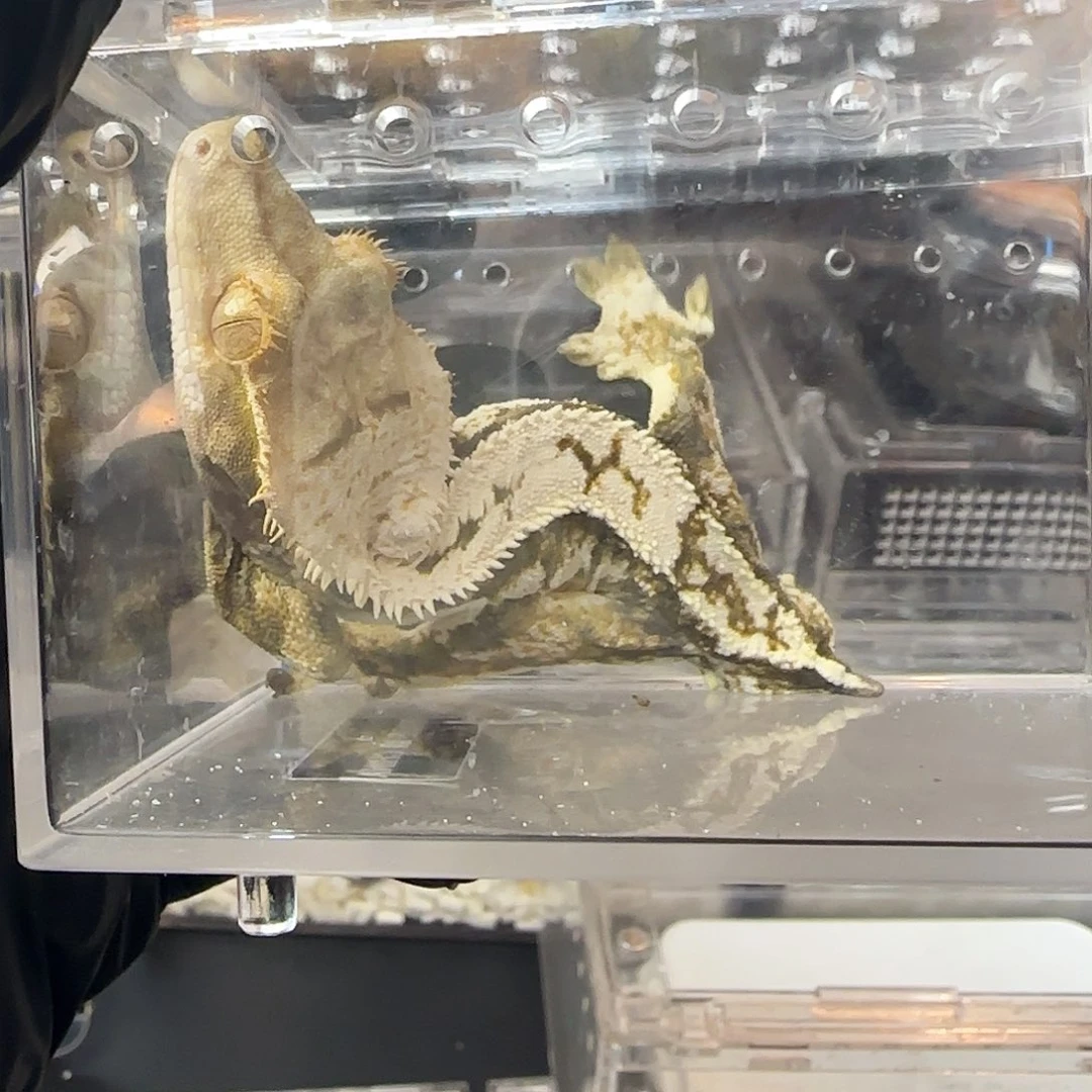 肥尾守宫00000000061