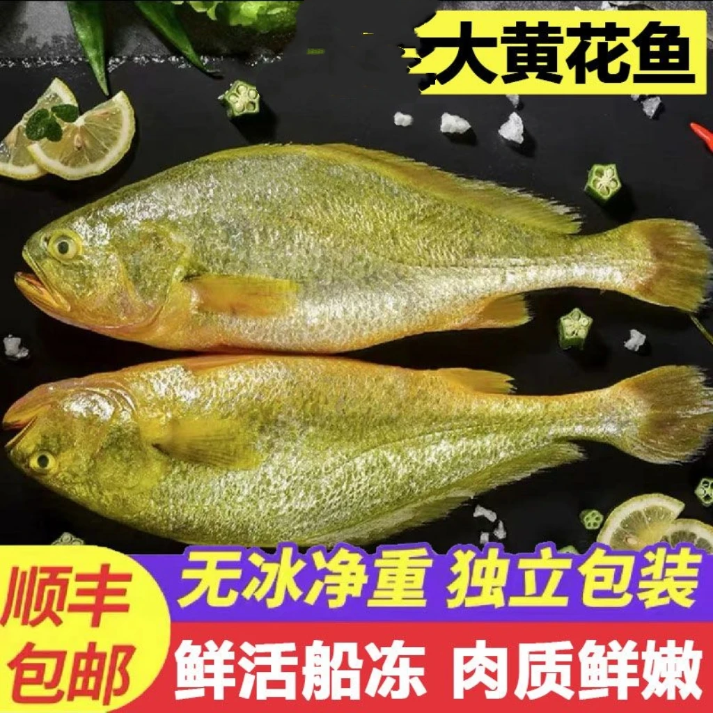 特大黄花鱼巨大号船冻大黄鱼新鲜海捕半野生冷冻顺丰去冰真空包装