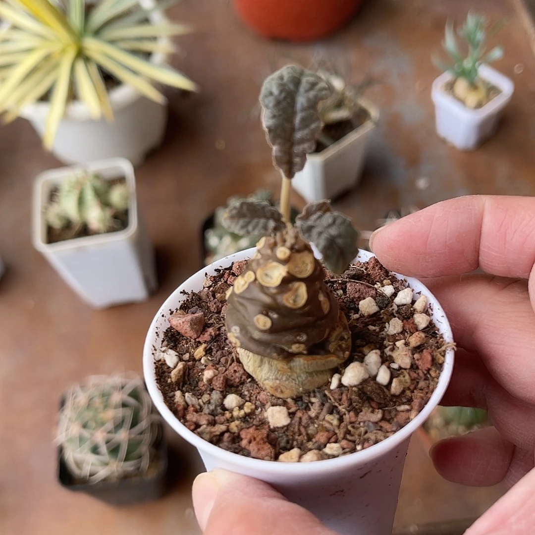 实生琉桑块根一物一拍