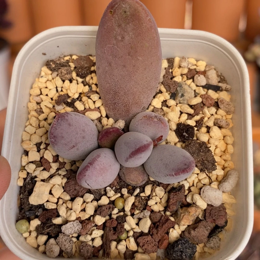 【闪购商品】仙桃水泡