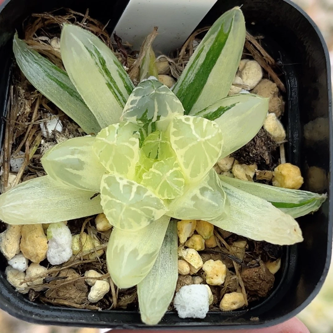 20糊斑趋势红太阳玉露锦福利专场