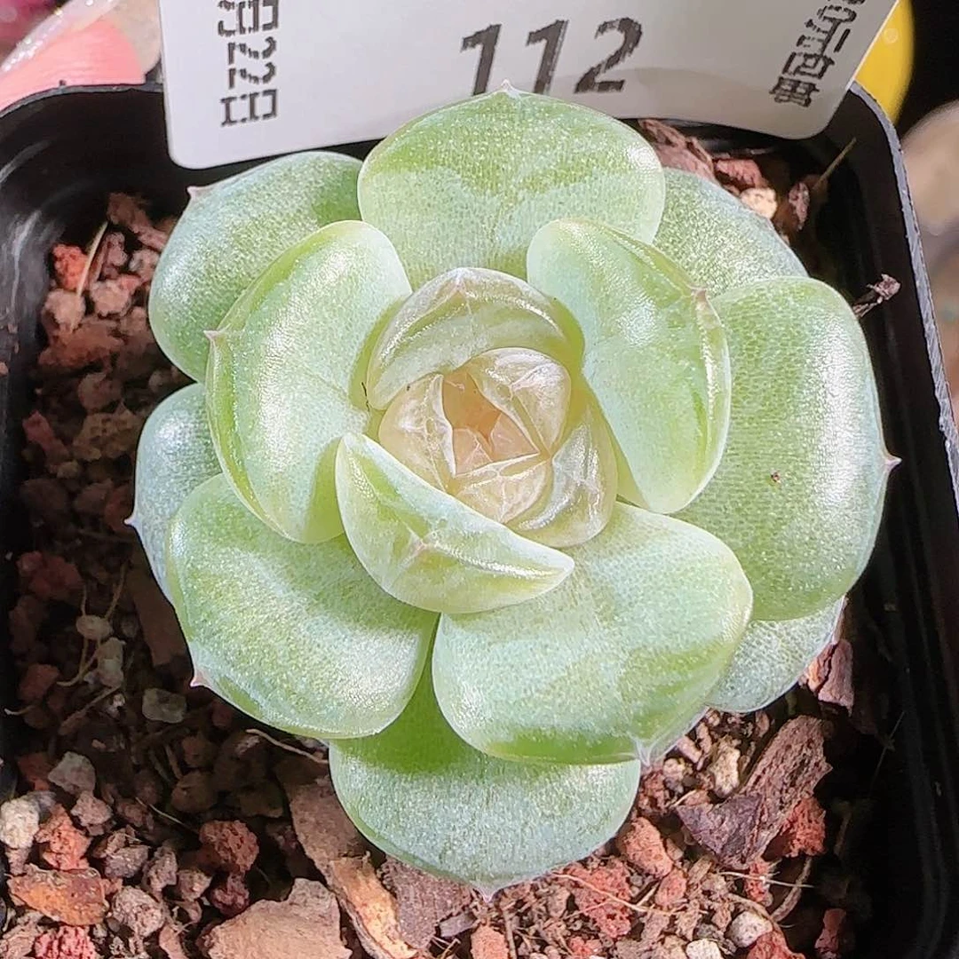 0722-:-112若画糖心珍妮