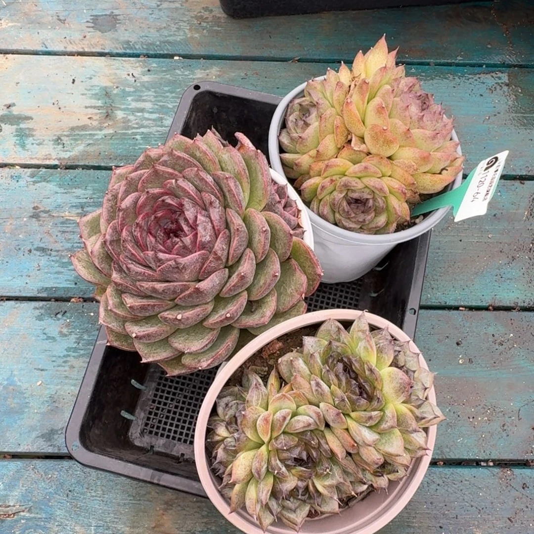 从前慢多肉精选编号1120.64