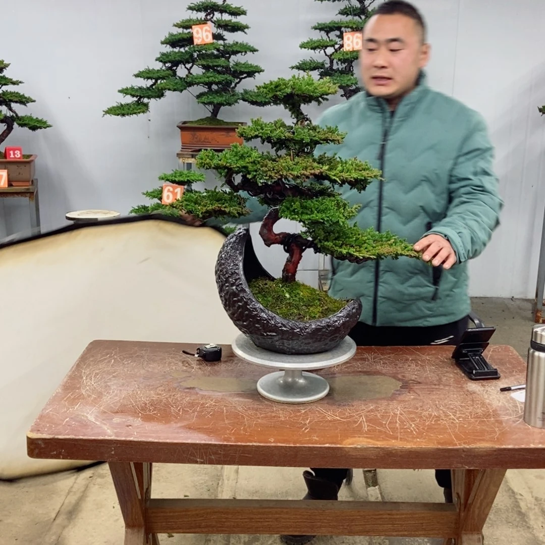 以实际为准珍珠柏盆景