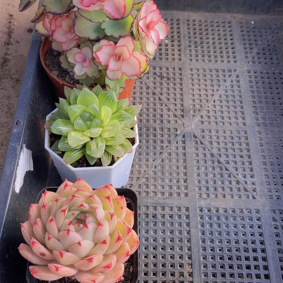 多肉107多肉植物