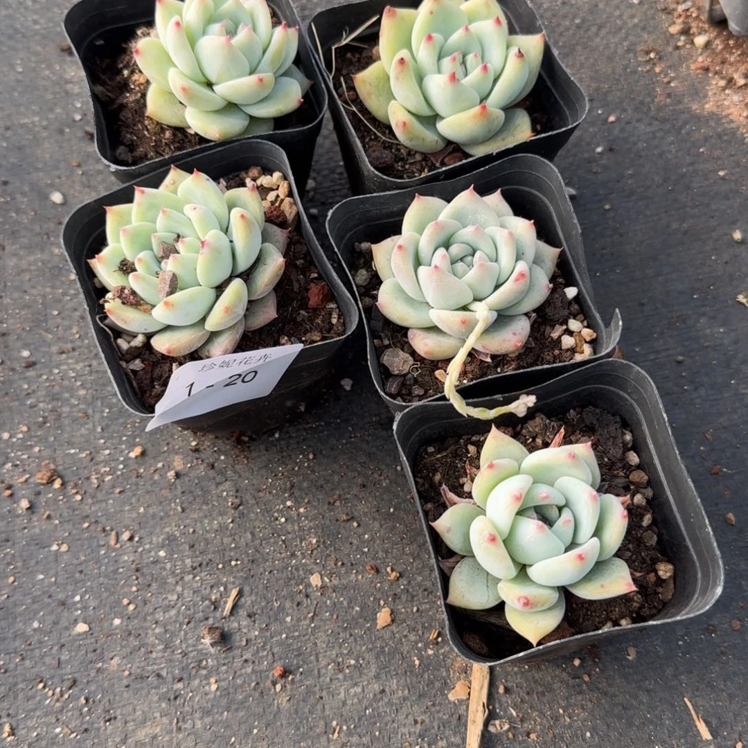 白拉糖五颗量拍1-20