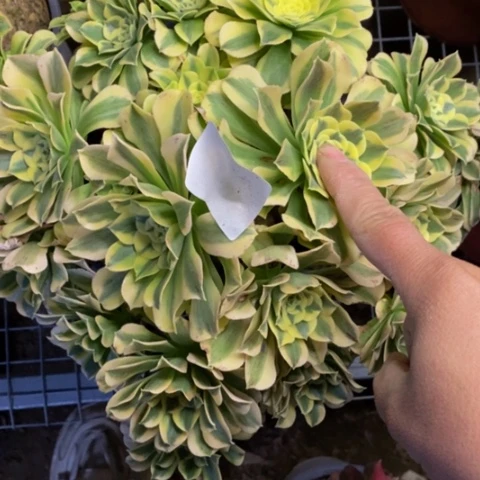 绿豆沙多肉植物5264