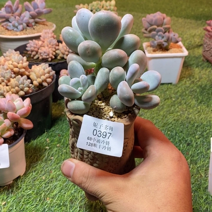0397啊啊啊啊啊啊啊啊啊啊