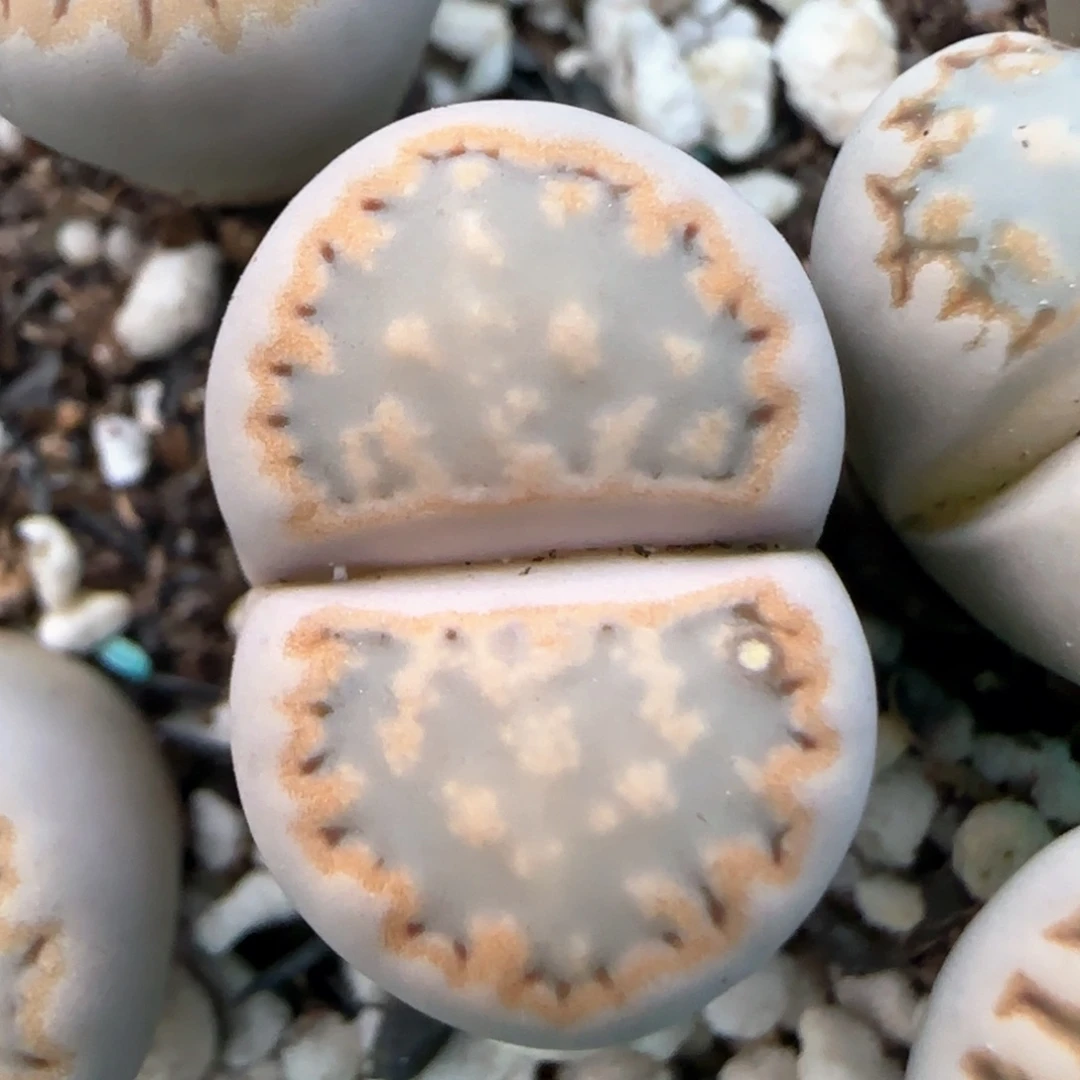 2.21。216饼干。5039