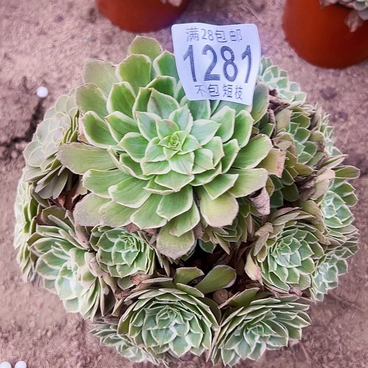 水蜜桃多肉植物1281法师