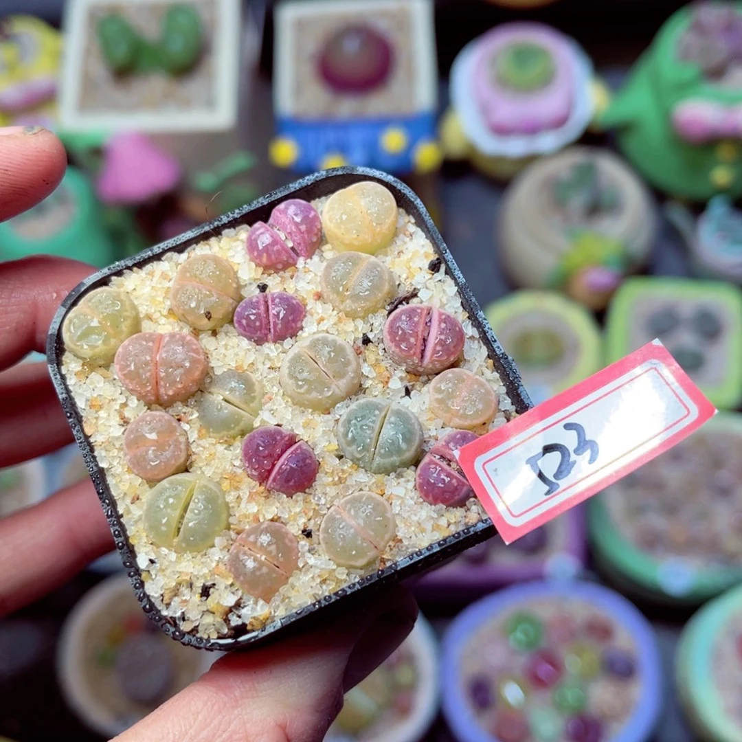 523生石花带盆发