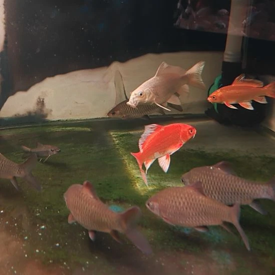 蝴蝶鲤鱼蝴蝶鲤，包邮包活包对版，其它不包！