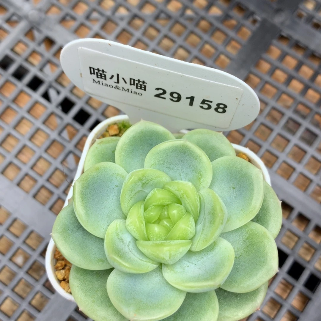 S***5多肉植物杂交珍妮