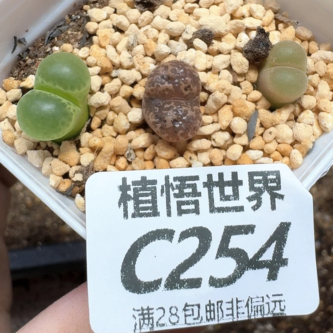 多肉我的人啊法v看看