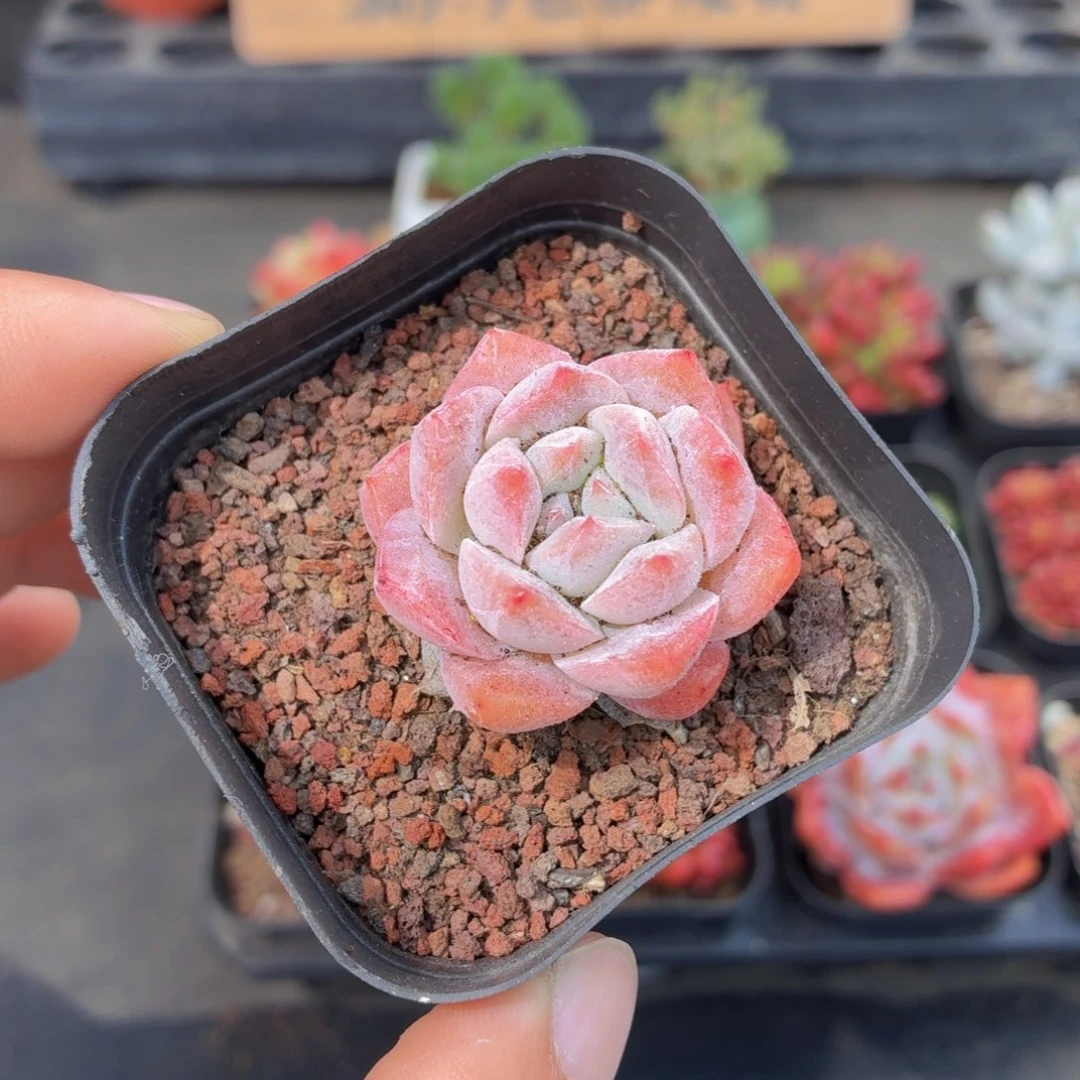 粉蓝鸟多肉9.9包邮发货