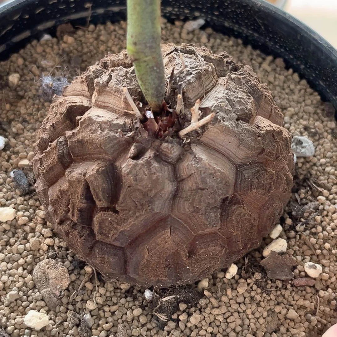 潮流植物优选南非龟，6.9公分