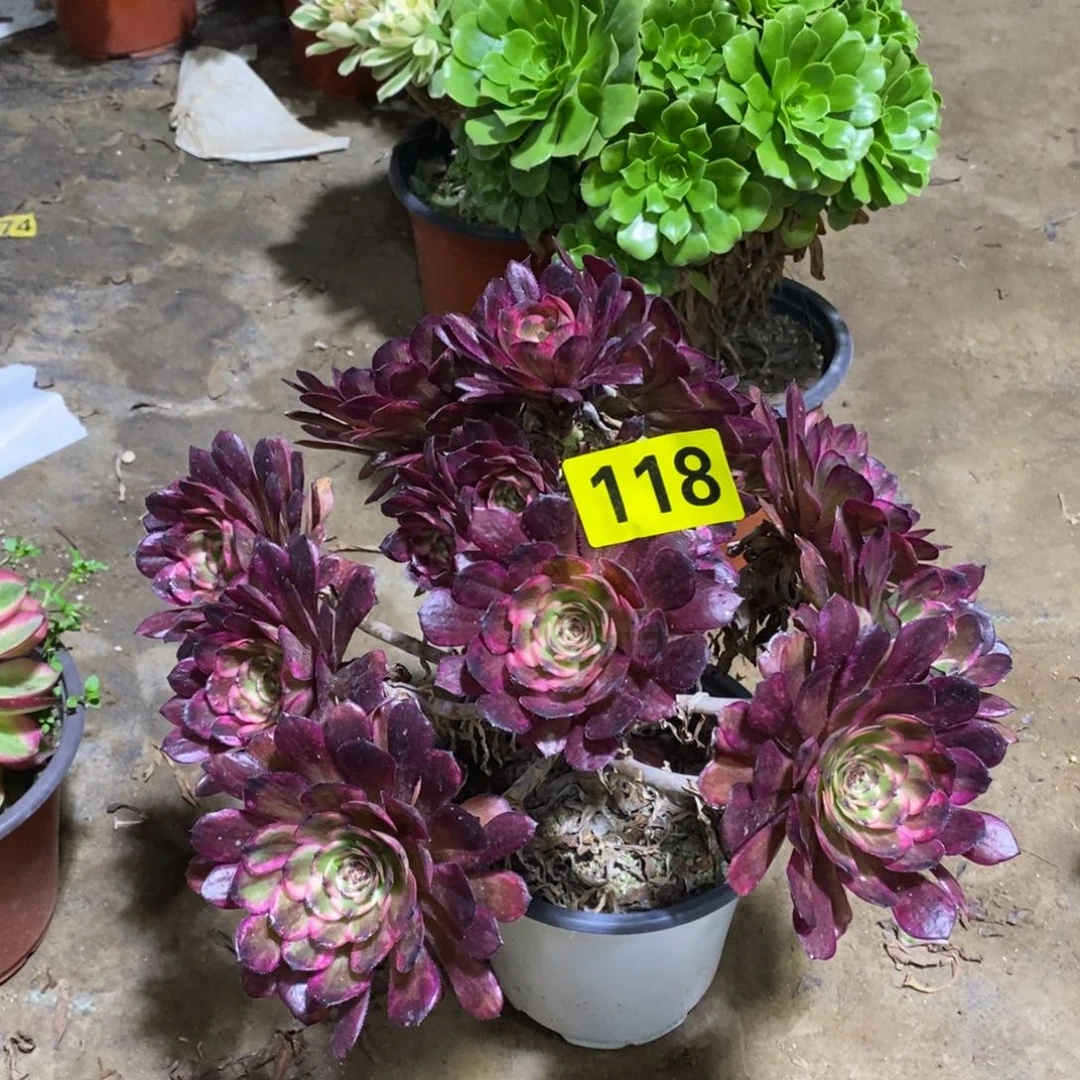 红金刚从林多肉法师118