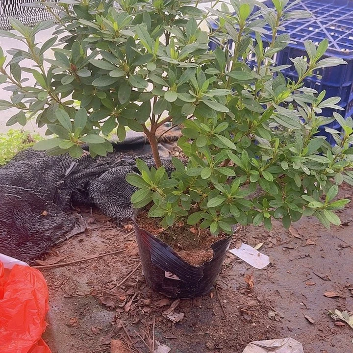 无花朵萨*桃梅锦