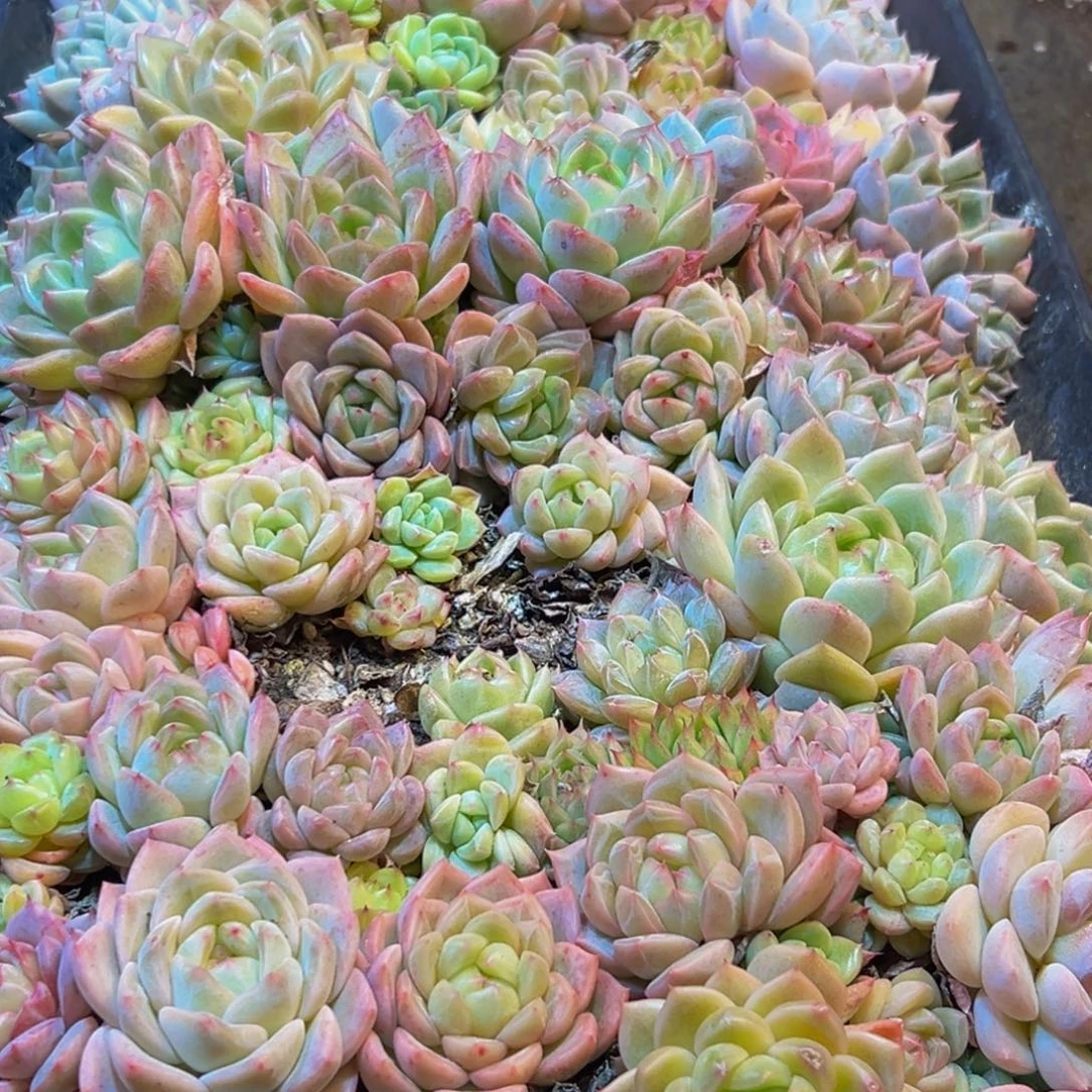 217多肉葡萄的价格是多少呢啊