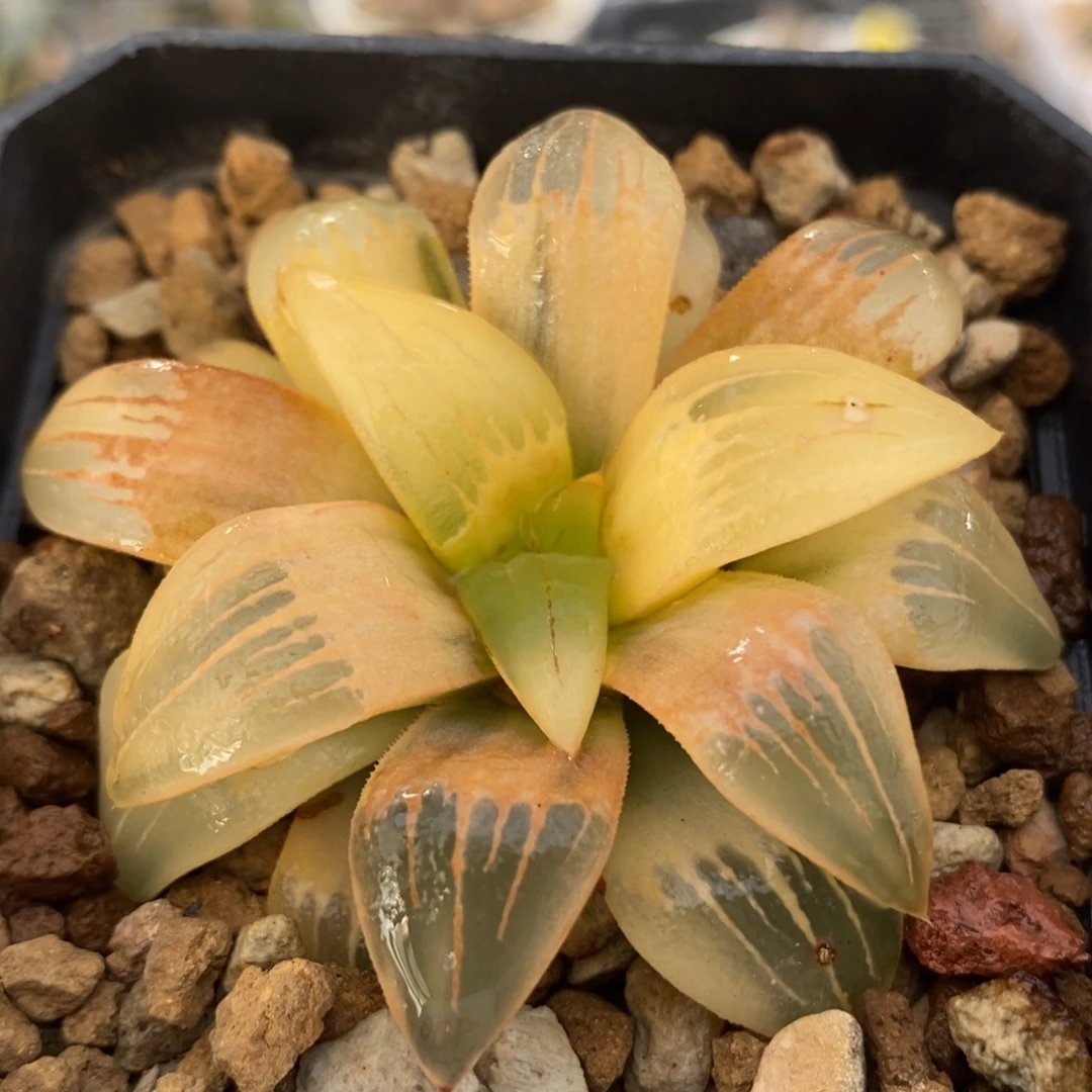 406红纹寿锦一物一拍