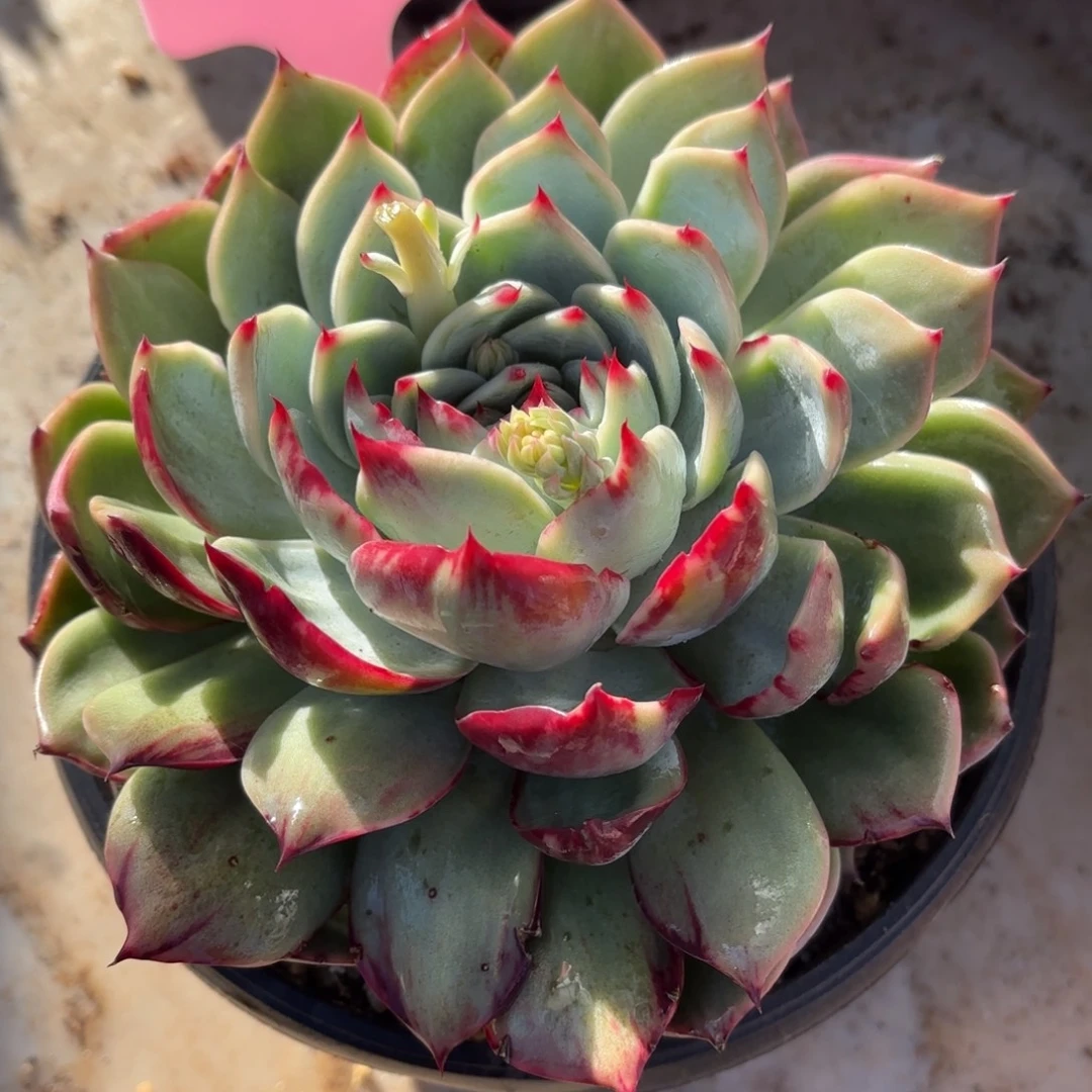 多肉阴阳脸惊鸿15108