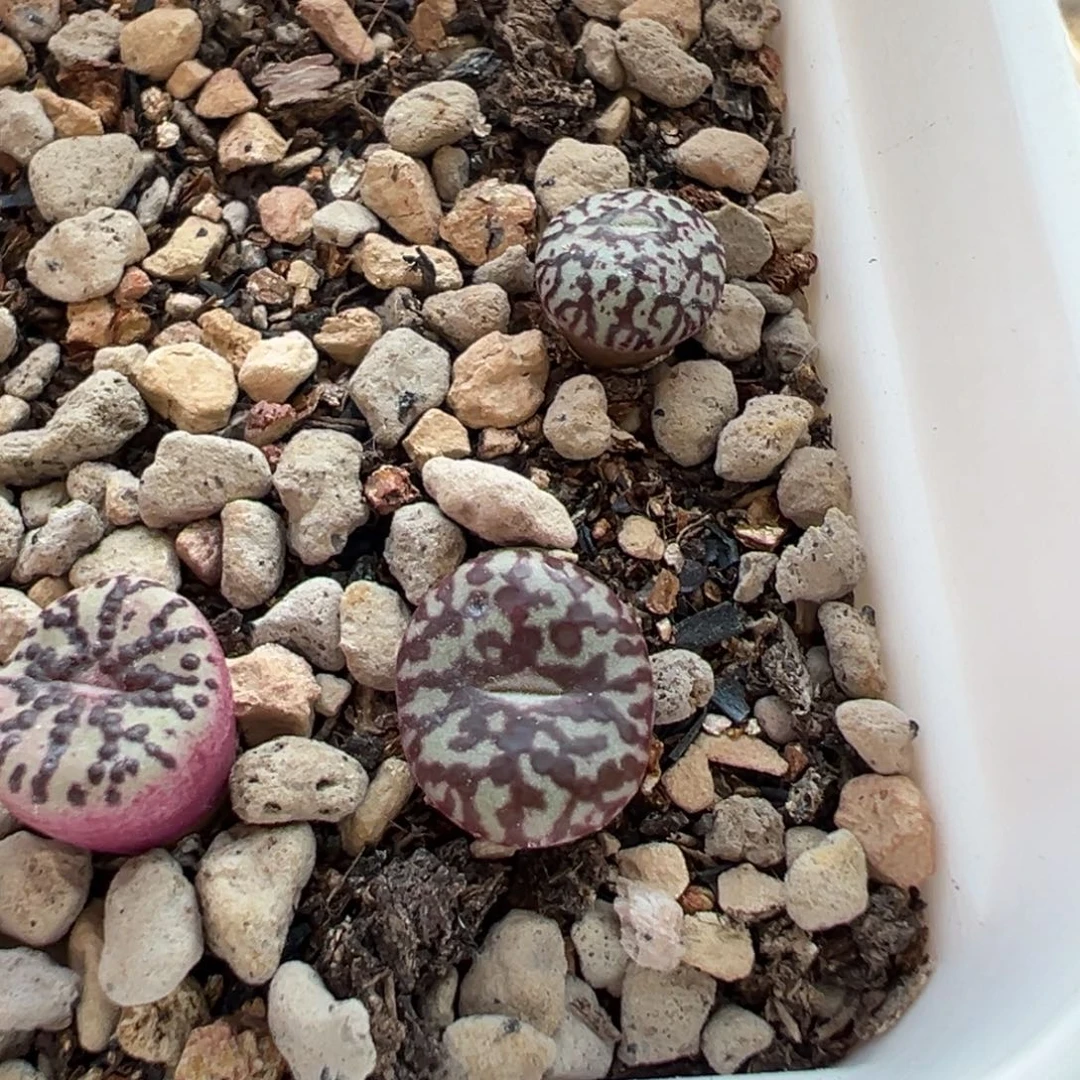 大斑点斑马安贞多肉植物