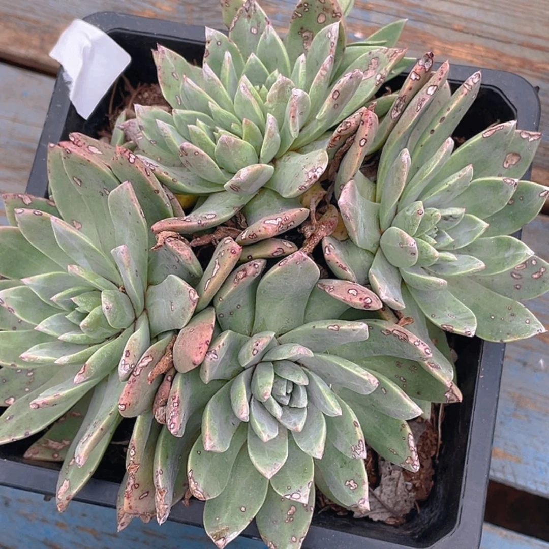 【闪购商品】苹果叶杂