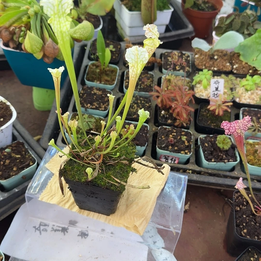 遗***憾完全开放白飓风瓶子草