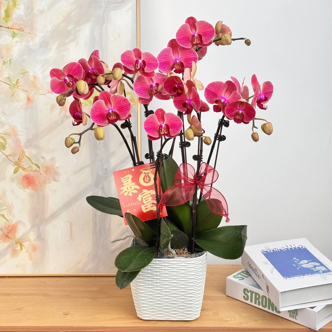 妗画【聚宝橘子】蝴蝶兰鲜花精致组盆 开花株 室内绿植