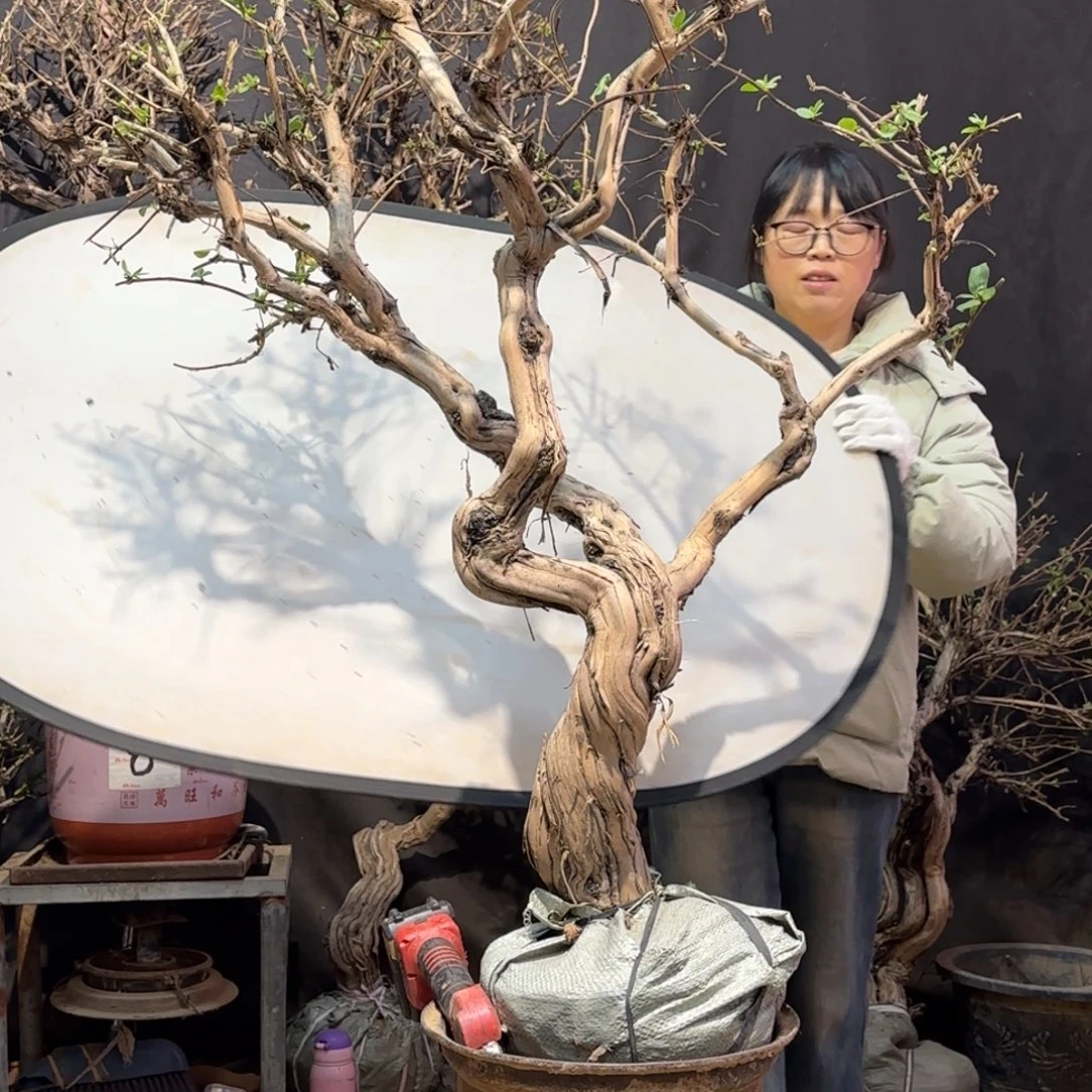 金银花金银花金银花金花金银花